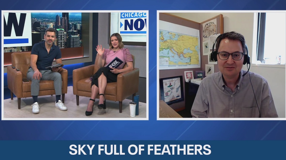 Hundreds of millions of birds are migrating through Chicago this week  | ChicagoNOW