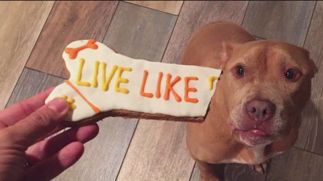 'Live Like Roo' dog prom set for this weekend