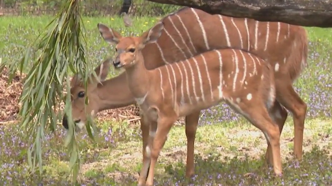 Brookfield Zoo Chicago shows off its families of nyalas