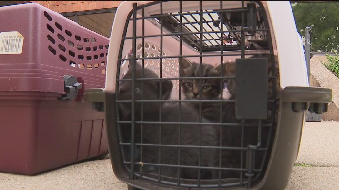 Chicago animal shelter overwhelmed as pet surrenders surge