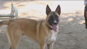 Tips to keep pets cool and safe this summer