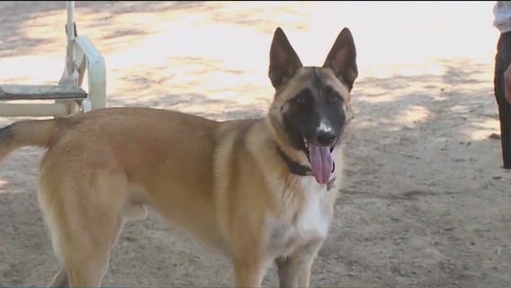 Tips to keep pets cool and safe this summer