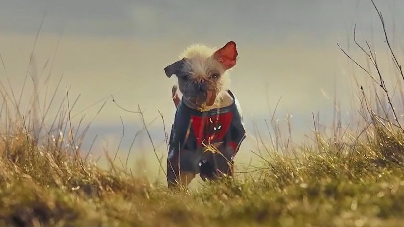 'Dogpool' to help raise money for PAWS Chicago