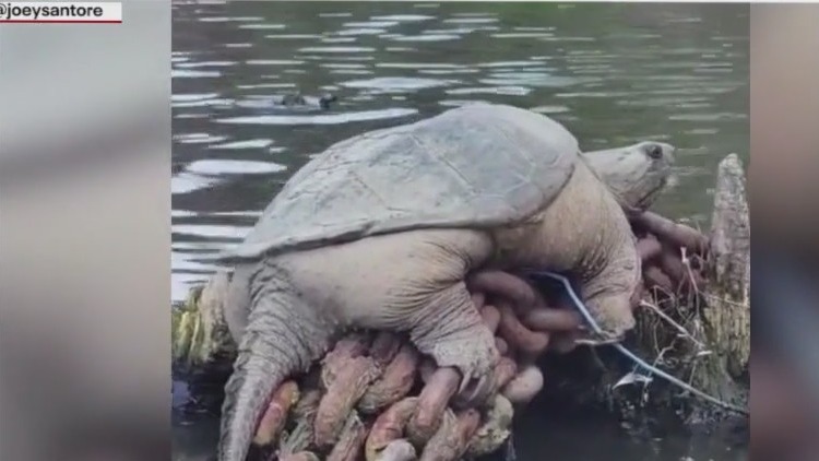 The return of Chonkosaurus and other top stories from Block Club Chicago