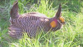 Brookfield Zoo educates visitors on endangered prairie chickens, conservation efforts