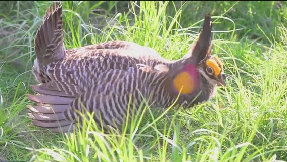 Brookfield Zoo educates visitors on endangered prairie chickens, conservation efforts