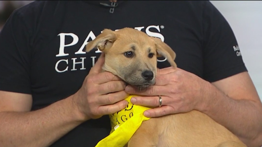 PAWS Chicago shares ways to help ahead of upcoming Golf Open