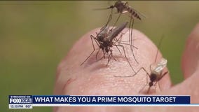 Do you attract an abnormal amount of mosquitos? Here's why