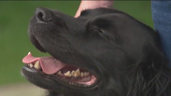 Pets can ease isolation and boost well-being in aging adults, experts say