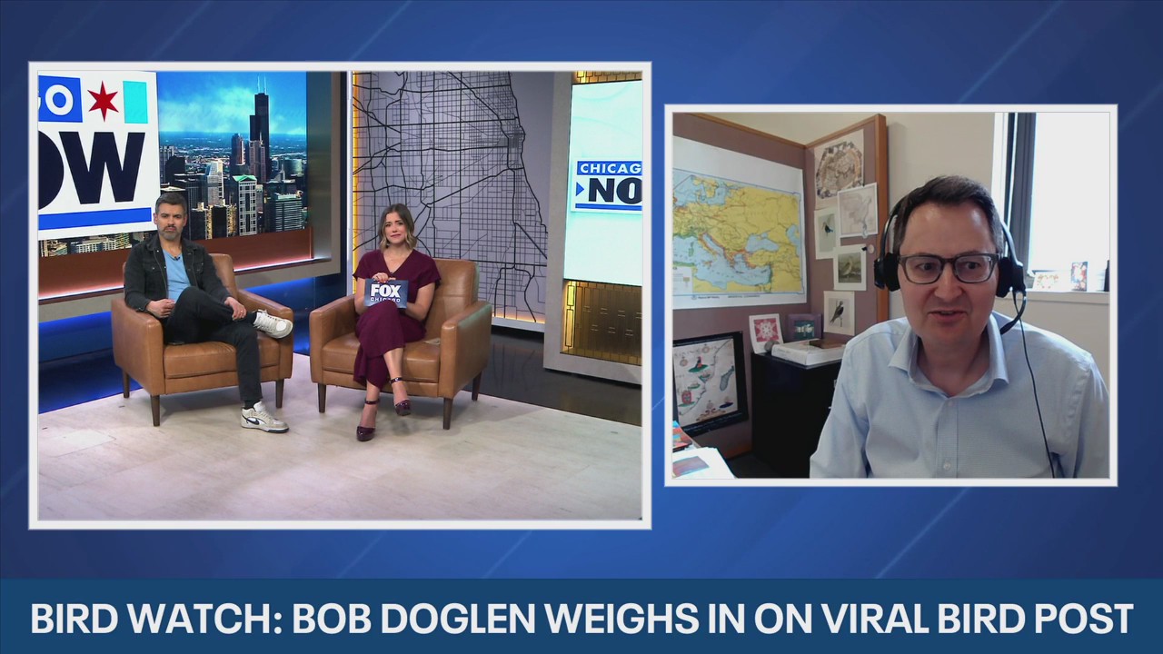 Bird Watch: Expert responds to viral post about releasing pet birds into the wild, nesting season