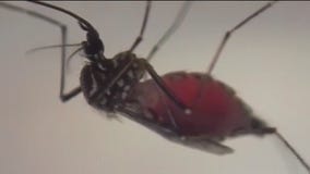 What makes you a prime mosquito target?