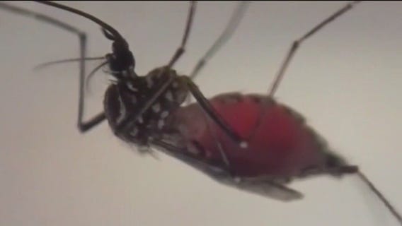 What makes you a prime mosquito target?