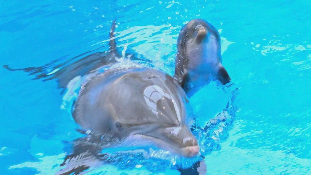Bottlenose dolphin calf born at Brookfield Zoo Chicago