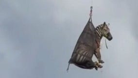 Runaway zebra captured. Plus, other trending stories | ChicagoNOW