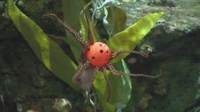 Under the sea! Check out the octopus exhibit at Brookfield Zoo Chicago