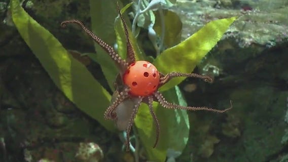 Under the sea! Check out the octopus exhibit at Brookfield Zoo Chicago