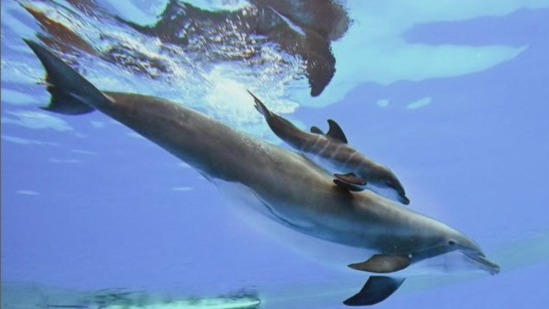Baby dolphin dies at Brookfield Zoo Chicago
