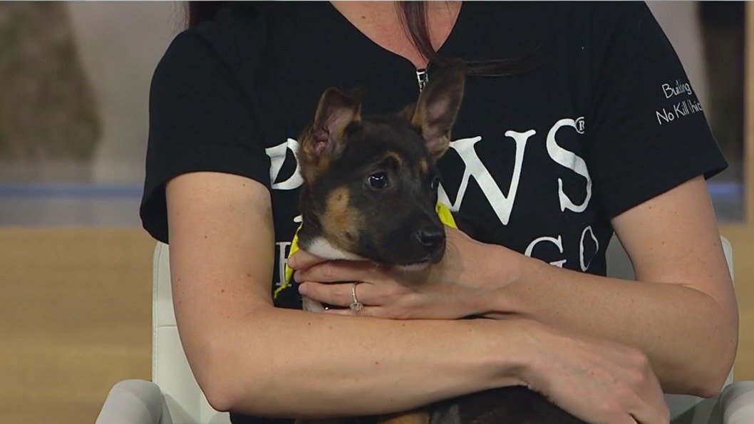 PAWS Chicago spotlights adoption events, 5K fundraiser, and double pet feature