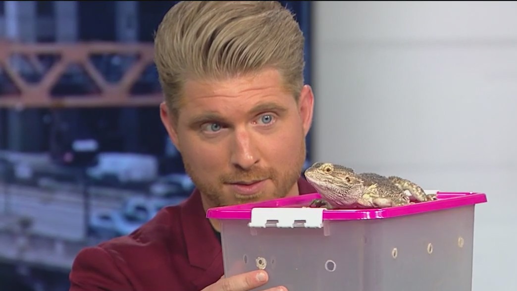 How to 'train' a (bearded) dragon