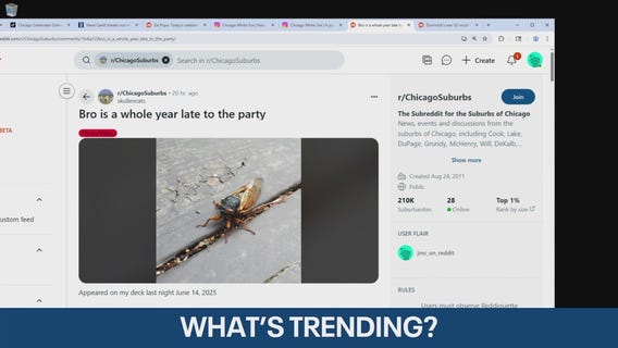 Cicada shows up in Chicago a year late: 'Bro overslept'