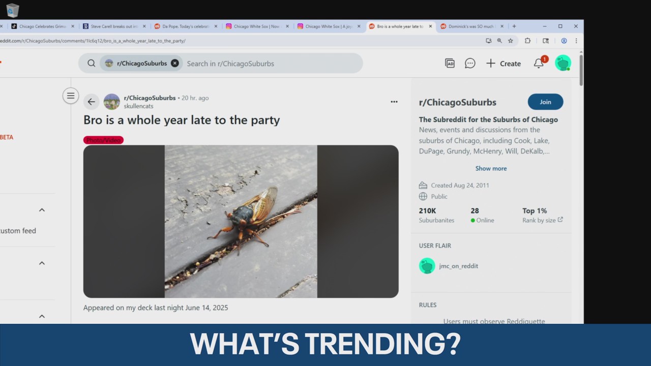 Cicada shows up in Chicago a year late: 'Bro overslept'