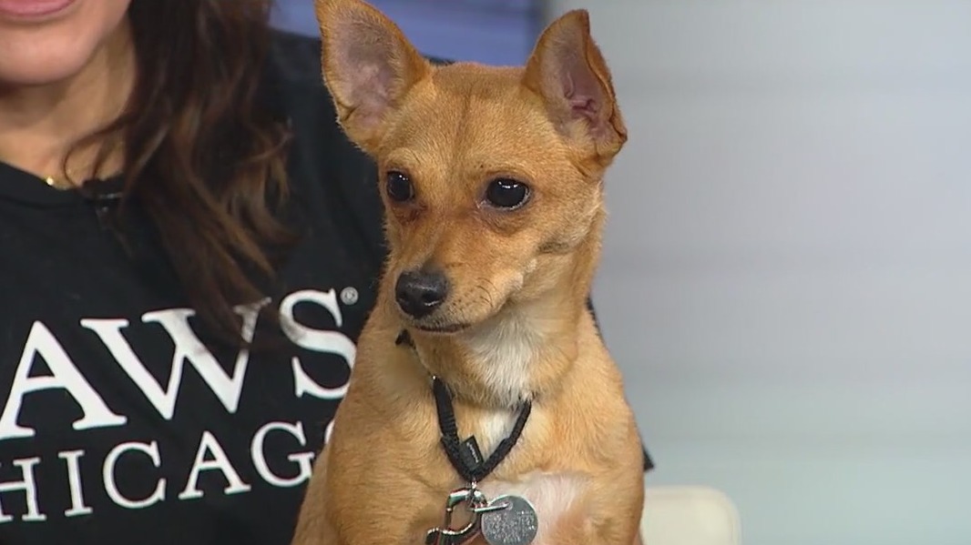 PAWS Chicago has a jam-packed adoption lineup
