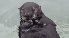 Otterly adorable: Shedd Aquarium accepting votes for new otter's name | ChicagoNOW