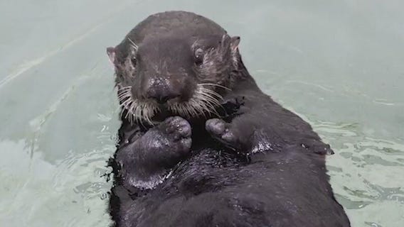 Otterly adorable: Shedd Aquarium accepting votes for new otter's name | ChicagoNOW