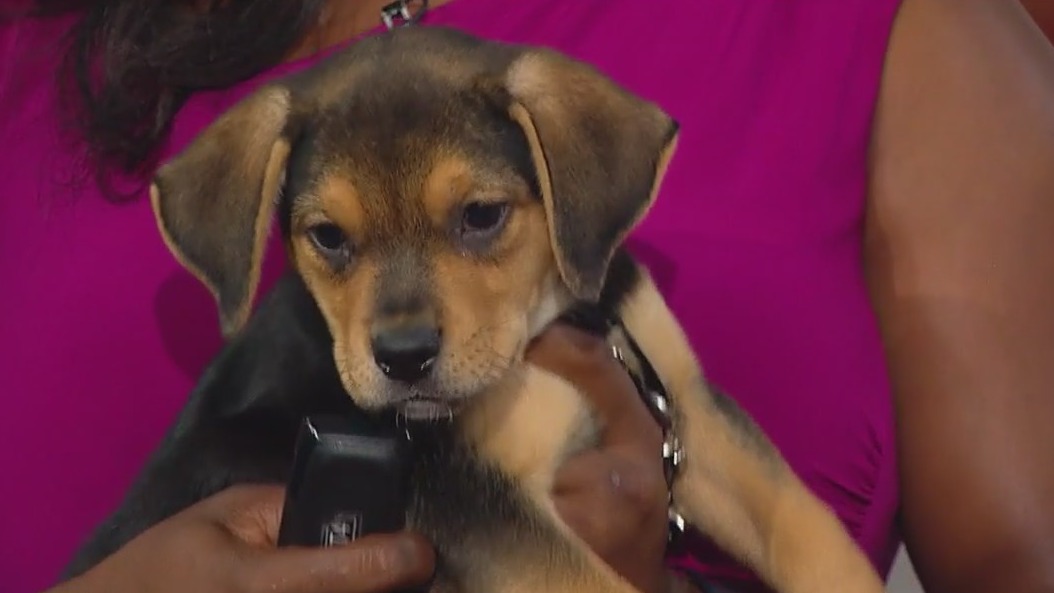 PAWS Chicago hosts 4th annual Giving Day