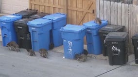 Raccoons take over Rogers Park alley | ChicagoNOW