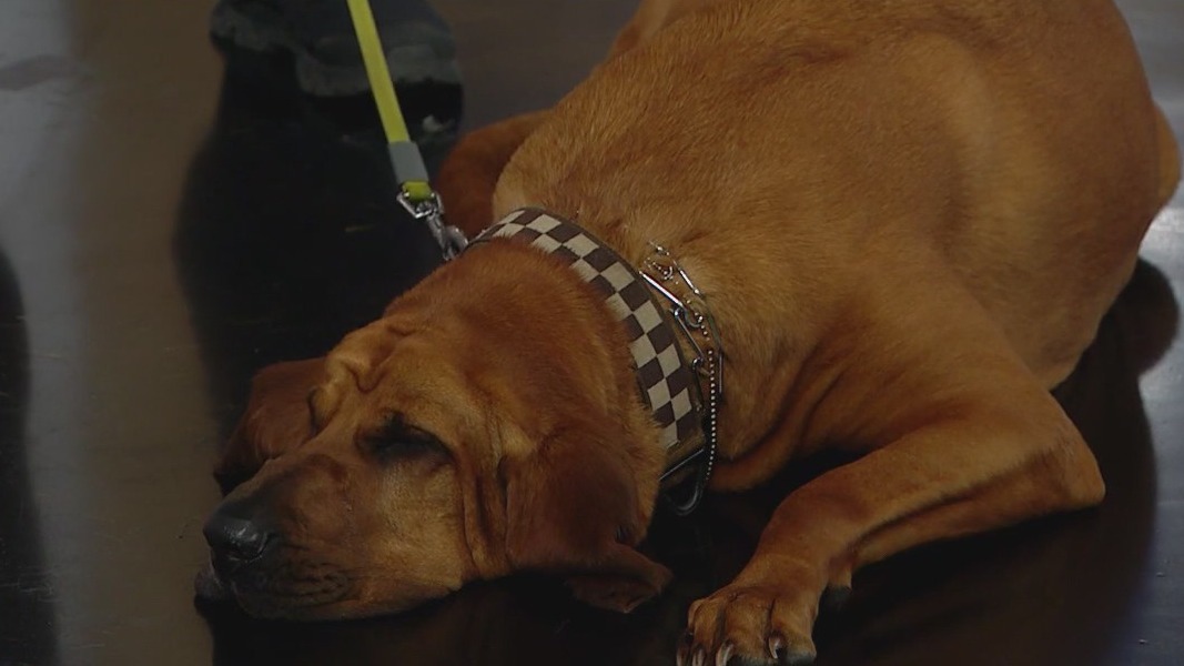 How Cook County Sheriff's Police K9s work hard to save lives