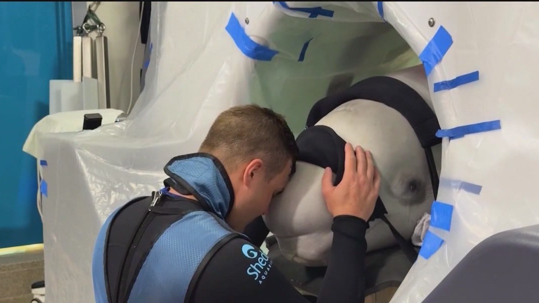 Beluga wale undergoes 'milestone' surgery