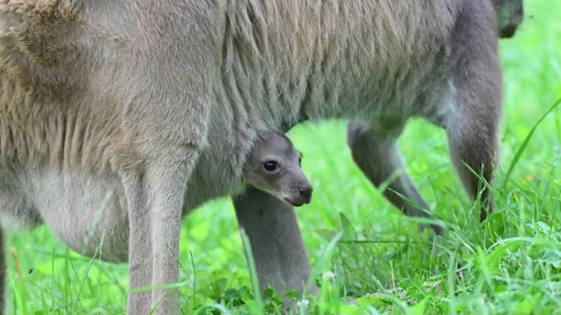 Adorable alert: Baby kangaroo peeks out at Brookfield Zoo