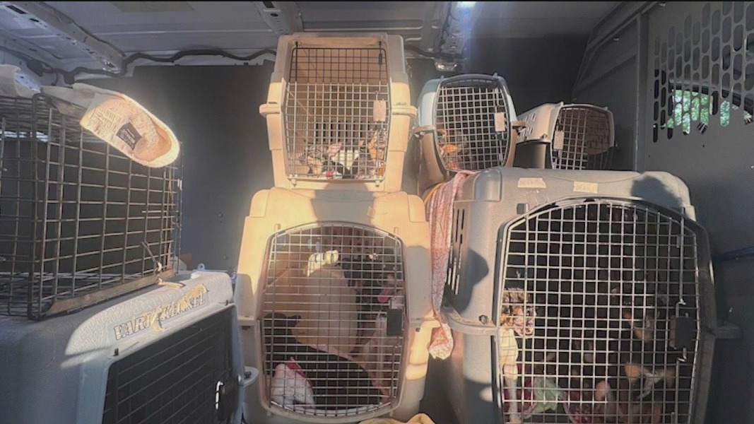 Illinois woman charged after 52 dogs rescued from uninhabitable home, police say