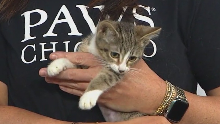 PAWS Chicago holds Beach Party Silent Auction & Raffle