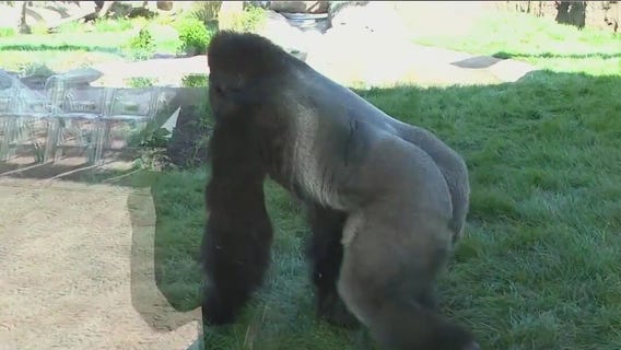 Brookfield Zoo Chicago's new ape habitat