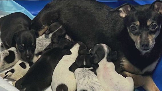 52 dogs rescued from hoarding situation in suburban home, police say