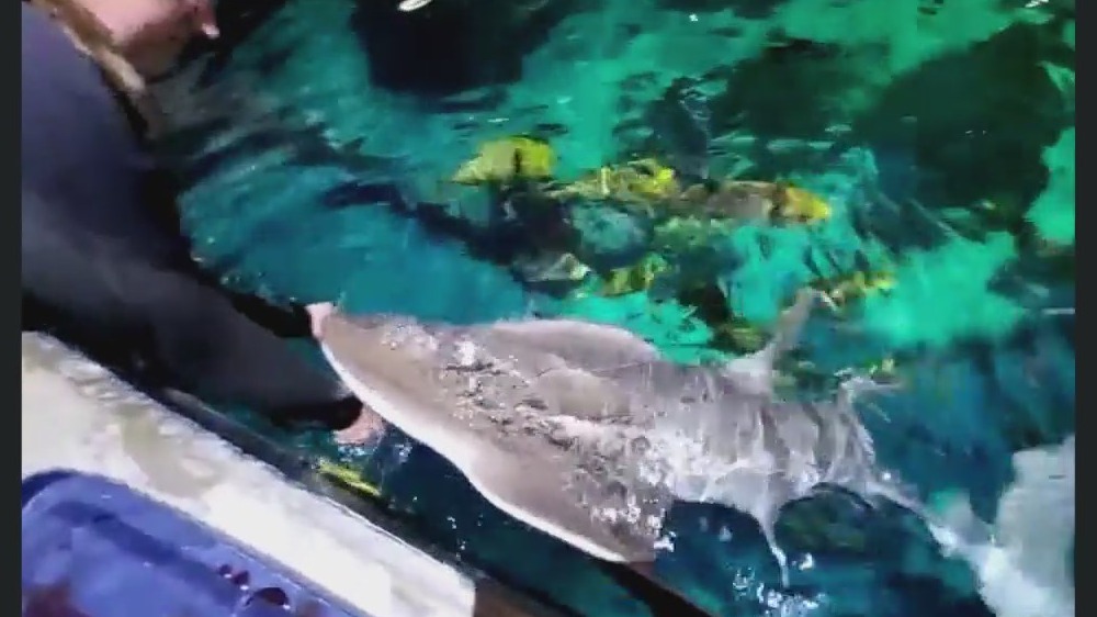 Shedd Aquarium introduces Chicago to the rare 'Shark Ray' | ChicagoNOW