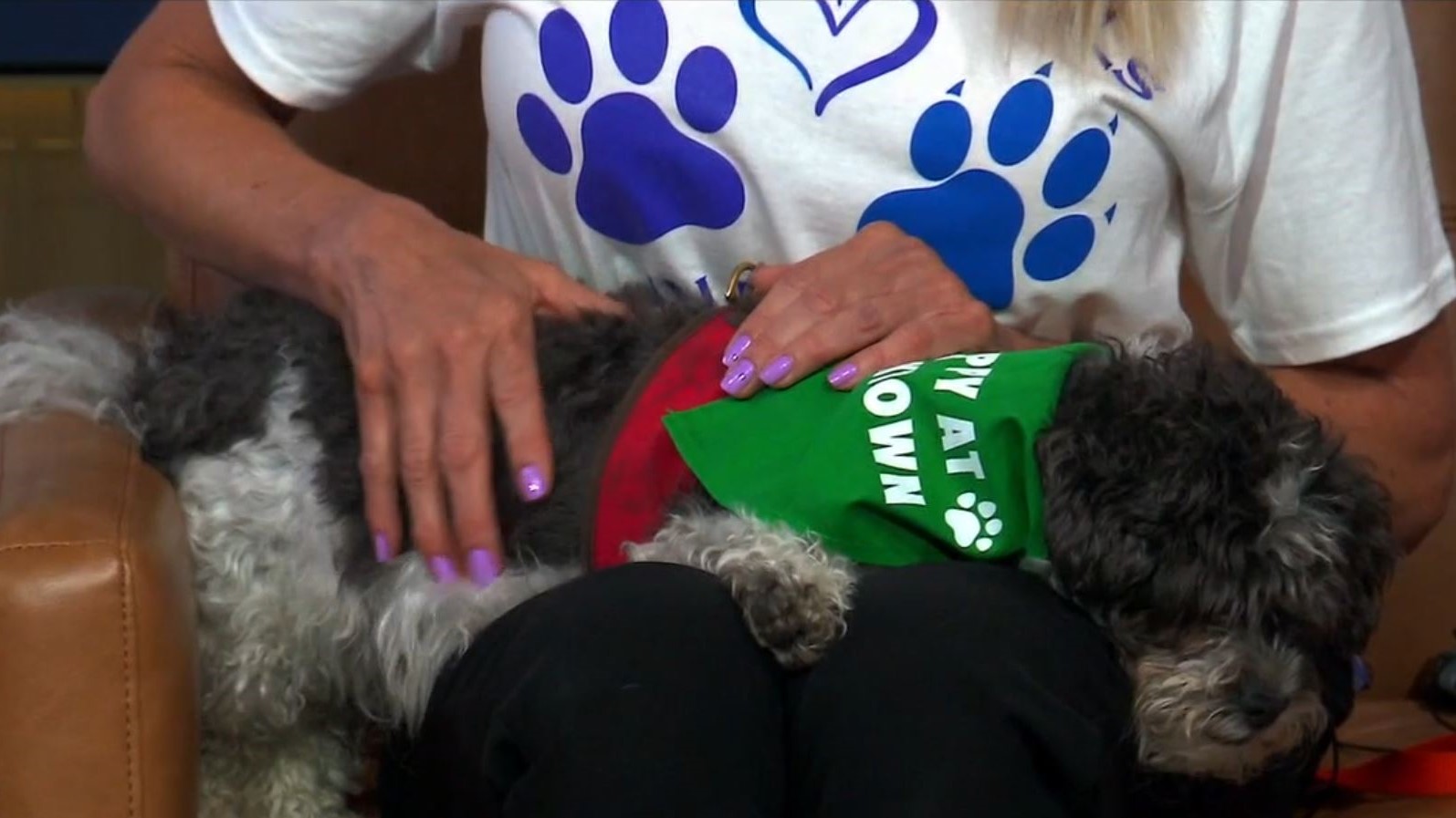 Chicagoland?s largest dog adoption event coming to Yorktown Center this weekend