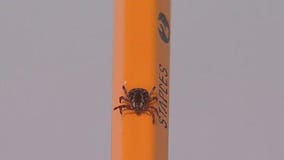 Emergency room visits for tick bites hits all-time high