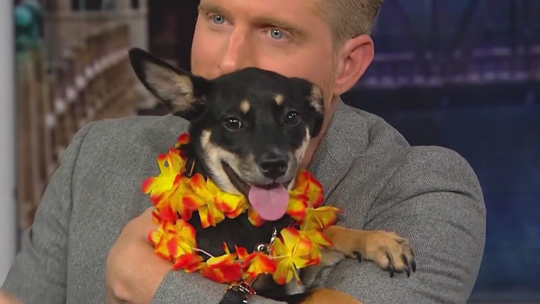 PAWS Chicago throws annual beach party to help pets find new homes