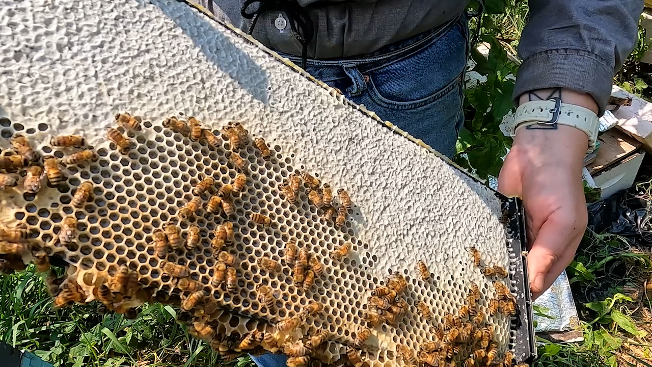 Bees in Chicago: How urban beekeepers are impacting the city