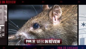 Week in Review: Pension payment debate, Chicago's rat solution & Morgan Freeman's blues show