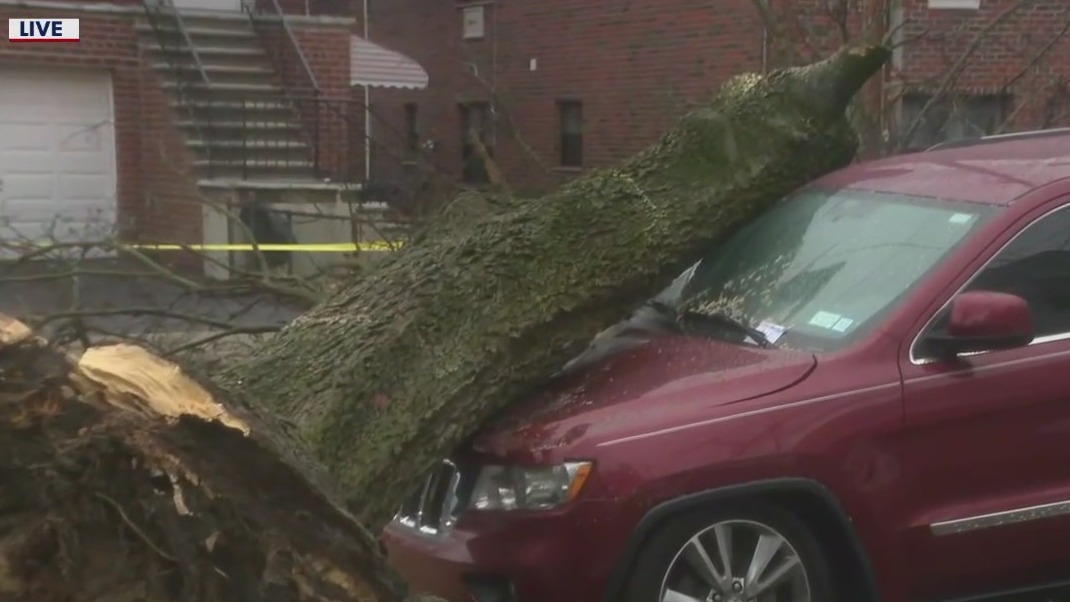 High winds take down tree in Bronx