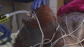 Behind-the-scenes at Brookfield Zoo Chicago's animal hospital