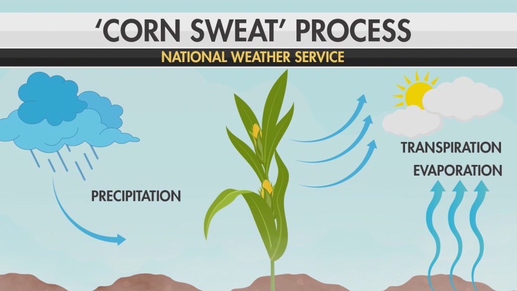 What is corn sweat and why does it make the weather unbearable?