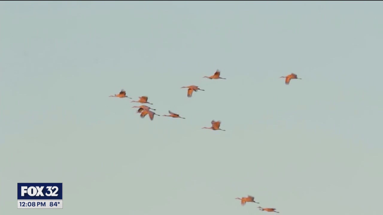 Chicago pushes for bird-safe buildings after thousands of bird deaths