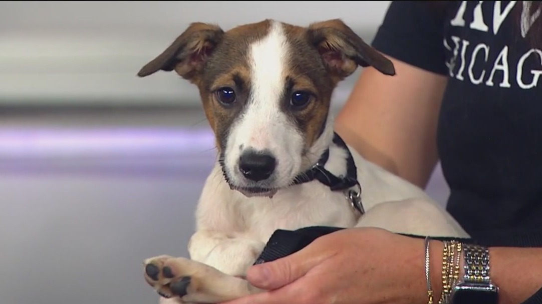 Puppy power on FOX 32: Meet adorable adoptables from PAWS Chicago