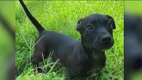 Couple steals dachshund puppy from Chicago shelter, returns it next day