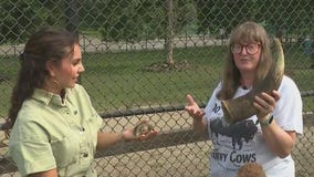 Free fun at Elgin Zoo: New kid-friendly experiences you don?t want to miss